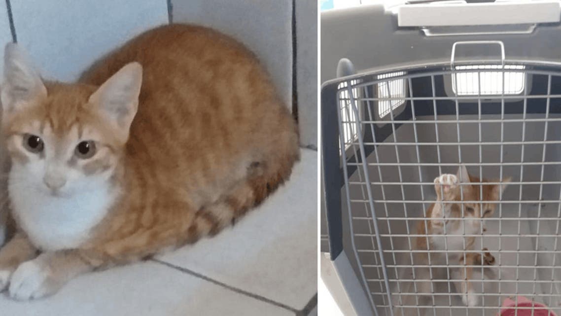 The six-month old cat Pupi after in good health. (Twitter/via Courthouse News)