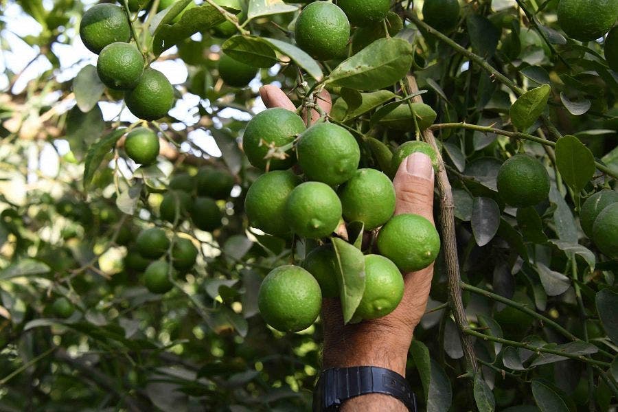 KSA: Al Ahsa Furits and vegetables