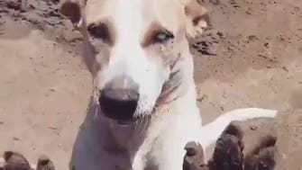 Watch: Heartwarming video of blind dog in Egypt recognizing shelter worker goes viral