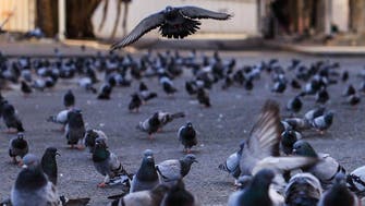 حرم مکی کے کبوتروں کا قصہ ، سعودی فوٹو گرافر کے کیمرے کی آنکھ سے
