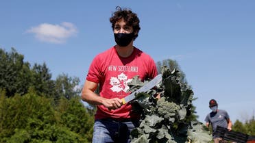 Canada's Prime Minister Justin Trudeau harvests broccoli at an Ottawa Food Bank farm on Canada Day in Ottawa, Ontario, Canada. (Reuters)