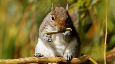 A squirrel is pictured gnawing on tree bark in St James's Park, London, UK. (File photo: Reuters)
