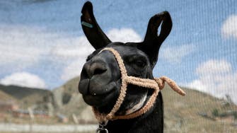 llamas could be a secret weapon in the fight against COVID-19: Research