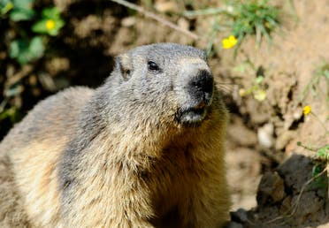 In this file photo taken on May 25, 2016 a marmot is pictured at the Animal Park of Sainte-Croix in Rhodes, eastern France. (AFP)