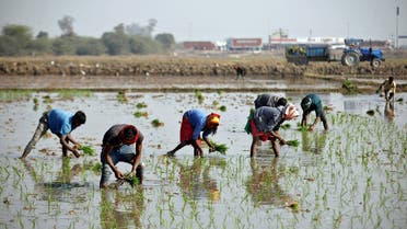 Farmers plant saplings in a paddy field on the outskirts of Ahmedabad, Gujarat state, India. (Reuters)