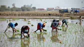 Bountiful monsoon rains speed up summer crop planting in India