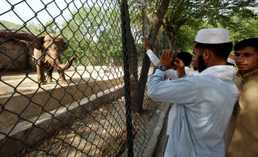 The plight of Kaavan, a mentally tormented bull elephant confined to a small pen in the Islamabad Zoo for nearly three decades, has galvanized a rare animal rights campaign in Pakistan, which has brought the issue to the floor of parliament. (AP)