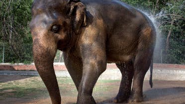 In this Thursday, June 2, 2016, elephant 'Kaavan' takes a bath at Marghazar Zoo in Islamabad, Pakistan.  (AP)