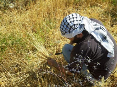 The Kon wheat harvest is one of a number of community farming initiatives that have sprung up amid growing food insecurity in Lebanon. (Abby Sewell)