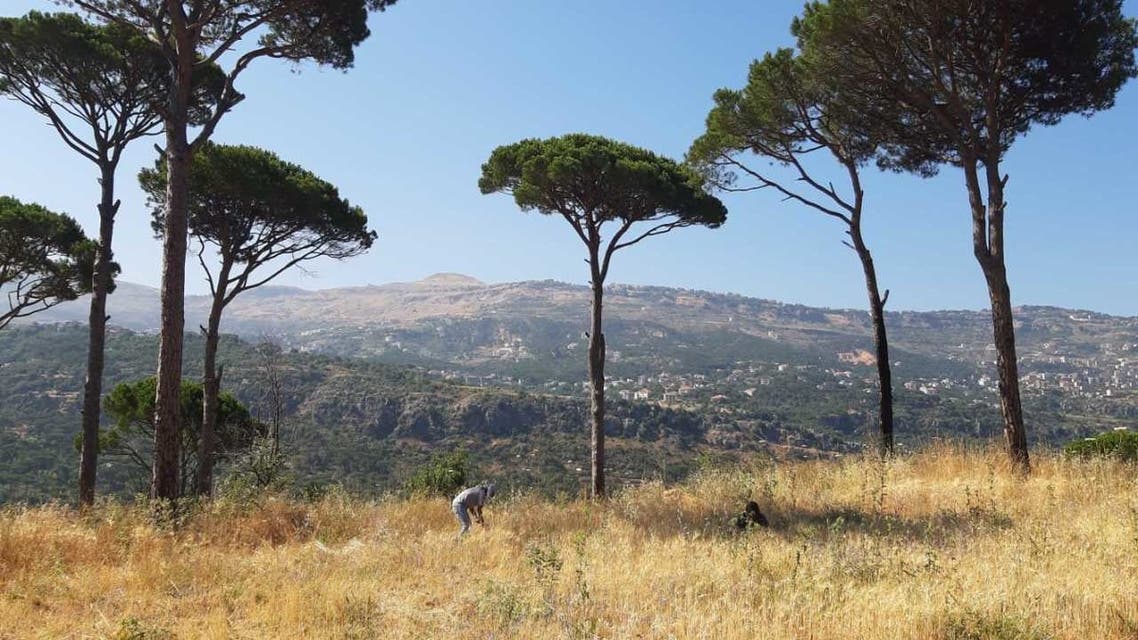 The Kon wheat harvest is one of a number of community farming initiatives that have sprung up amid growing food insecurity in Lebanon. (Abby Sewell)
