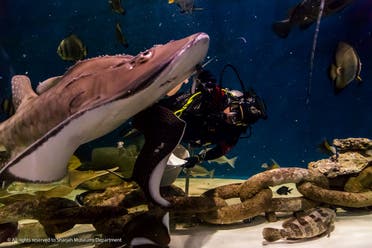 Sharjah Aquarium offers the public once again a chance to enjoy a close-up look at the local fish species and learn about Sharjah’s historic coasts and ports.  (Supplied)