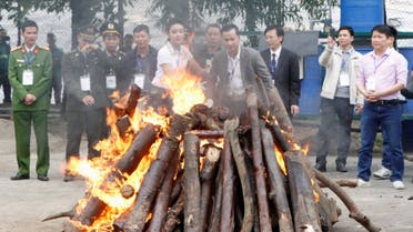 Seized elephant ivory and rhino horns are destroyed by Vietnamese authorities in Hanoi November 12, 2016. (File photo: Reuters)