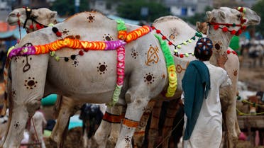 A vendor decorates his camel to attract customers at a cattle market set up for the upcoming Muslim festival Eid al-Adha in Islamabad on July 26, 2020. (AP)