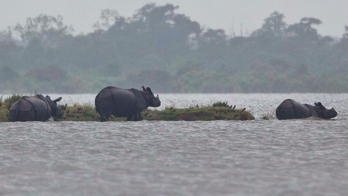 In this Monday, July 10, 2017, file photo, One horned Rhinos take shelter on higher ground of a flooded Kaziranga national park in Kaziranga, 250 kilometers (156 miles) east of Gauhati, India.