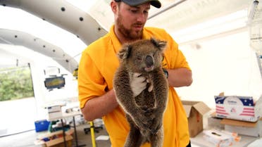 An injured koala is treated by RSPCA vet at the Kangaroo Island Wildlife Park, at the Wildlife Emergency Response Centre in Parndana, Kangaroo Island, Australia, on January 19, 2020.  (Reuters)