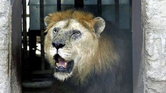 After deaths of lions and ostriches, Pakistan opens probe into Islamabad zoo