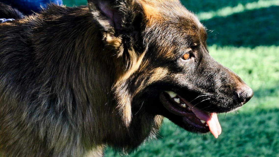A German Shepherd dog is held on a leash during the 2019 Sudan Dog Show in the capital Khartoum on December 7, 2019. (AFP)