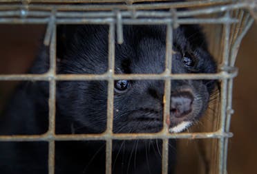 Minks in a mink fur farm in Belarus. (File photo: AP)