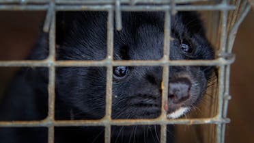 Minks in a mink fur farm in Belarus. (File photo: AP)