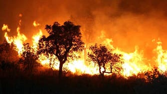 Algeria’s President Tebboune orders probe into forest fires