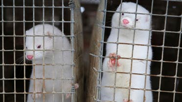 Minks in a mink fur farm in Belarus. (File photo: AP)