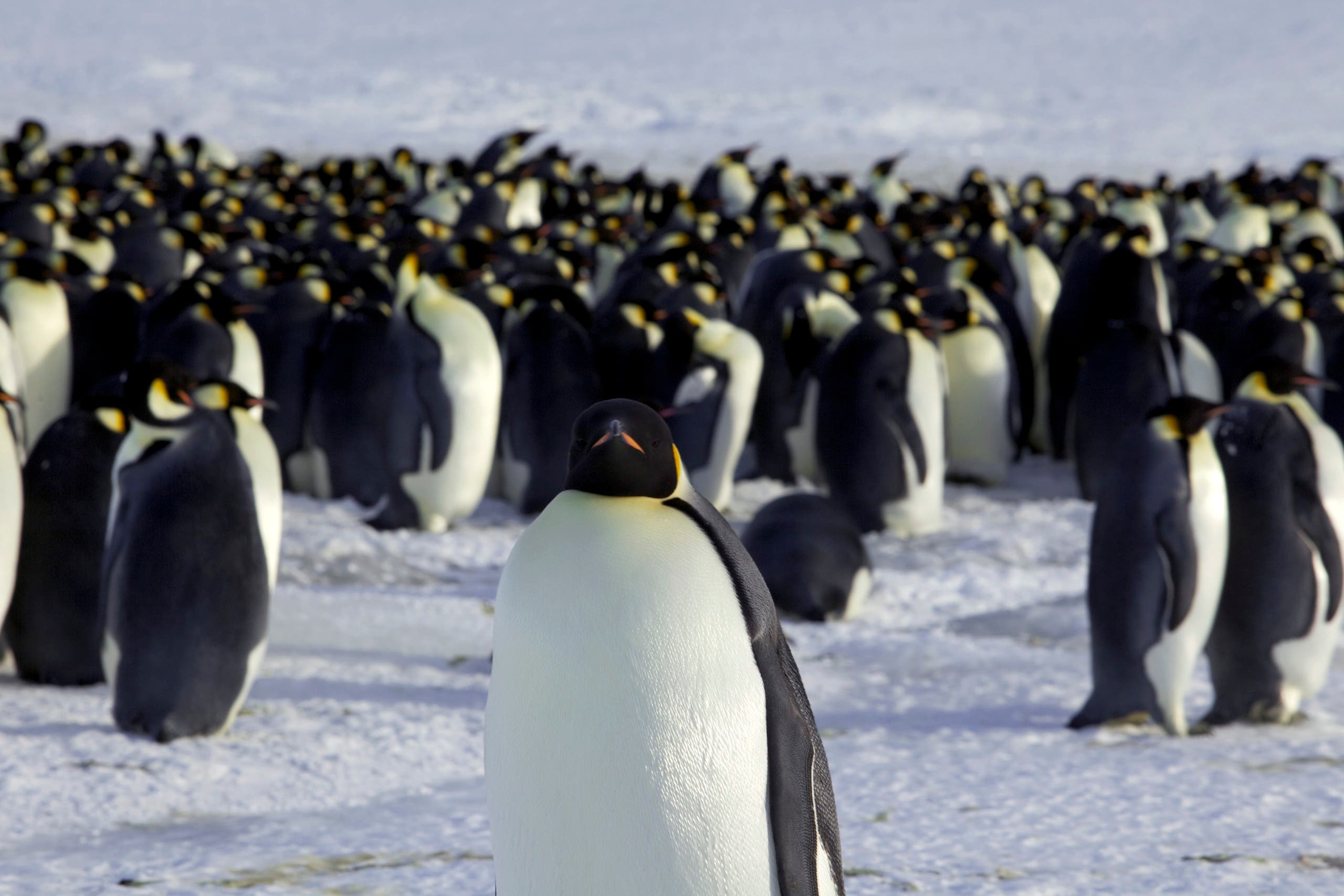Emperor penguins are seen in Dumont d'Urville, Antarctica April 10, 2012. (Reuters)
