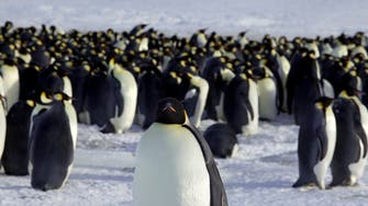 Penguin poop spotted from space confirms additional Antarctica colonies