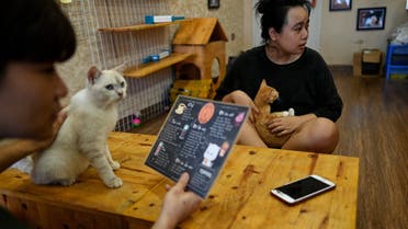 Visitors play with rescued cats at Ngao's Home, a one of its kind cafe and cat rescue place in Hanoi on August 7, 2020, ahead of the International Cat Day. (AFP)