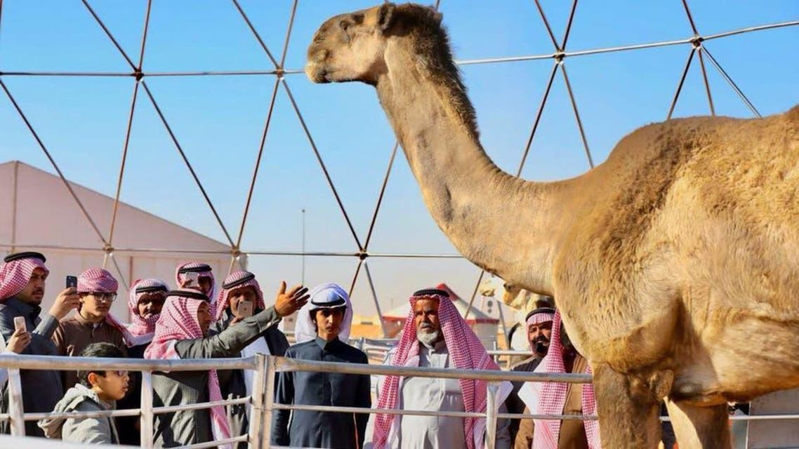 SAUDI: Camel Festival