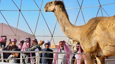 SAUDI: Camel Festival