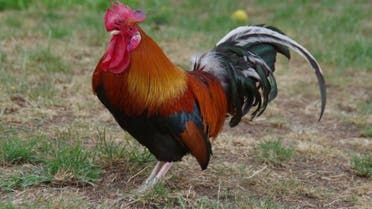 France: COCK