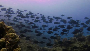الشعب المرجانية البحر الأحمر
