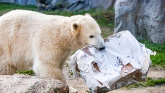 Polar bear kills man on Norway’s islands