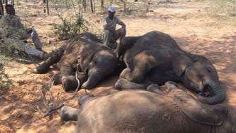 صور لمجزرة فيلة في زيمبابوي.. والسلطات تحقق