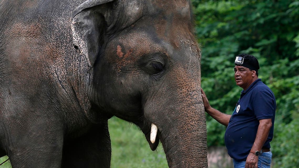 A veterinary from the international animal welfare organization 'Four Paws' offers comfort to an elephant named 'Kaavan' during his examination at the Maragzar Zoo in Islamabad, Pakistan, Friday, Sept. 4, 2020. (AP)