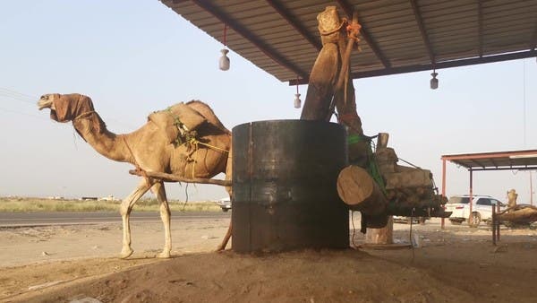 السعودية.. تعرف على صناعة زيت السمسم بالمعاصر التقليدية