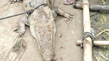 The two-meter (eight-foot) crocodile after it was found in a pond after monsoon flooding, at Midania village in Uttar Pradesh state. (AFP)8HR