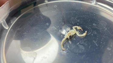 scorpion found in Parsal