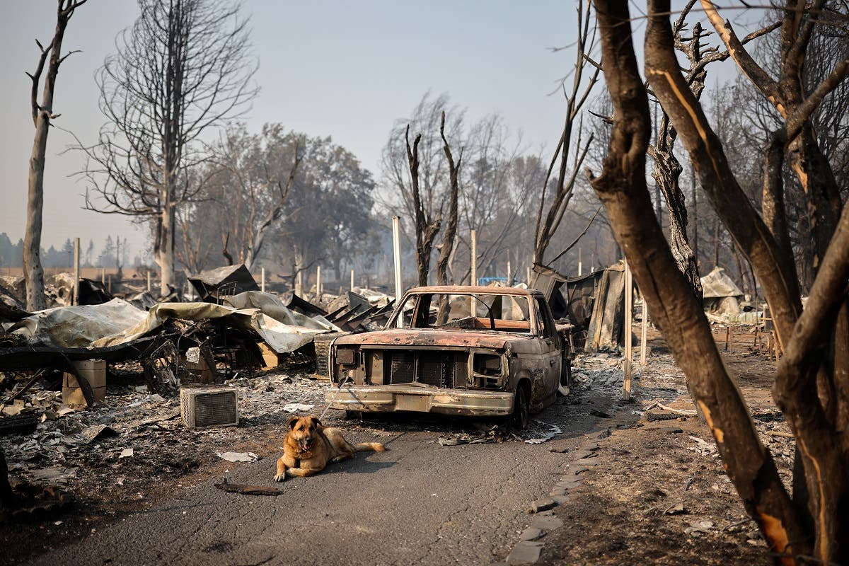 A dog is tied up to a burnt car in a neighborhood after wildfires destroyed an area of Phoenix, Oregon, US, September 10, 2020. (Reuters/Carlos Barria)