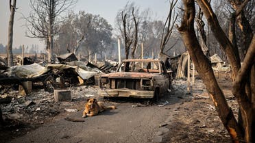 A dog is tied up to a burnt car in a neighborhood after wildfires destroyed an area of Phoenix, Oregon, US, September 10, 2020. (Reuters/Carlos Barria)