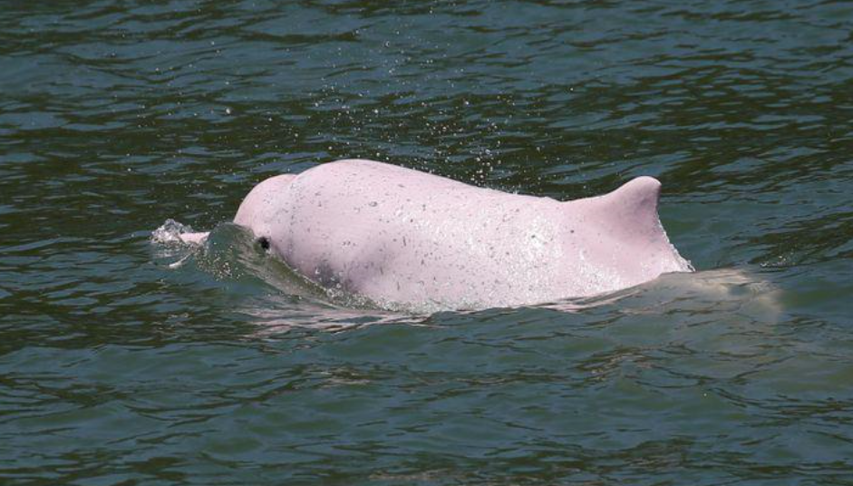 دلفين أبيض صيني يسبح قبالة جزيرة لانتاو في هونغ كونغ - أرشيفية من رويترز