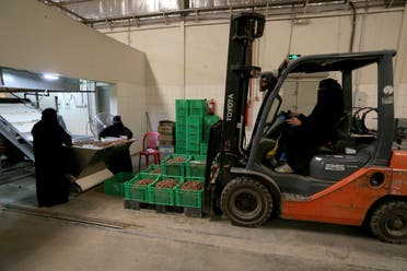 A Saudi woman drives a forklift to transport dates at a factory in Al-Ahsa, Saudi Arabia. (Reuters)