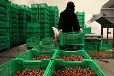A Saudi woman works at a dates packaging factory in Al-Ahsa, Saudi Arabia. (Reuters)
