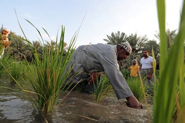A Saudi farmer plucks rice plantation, known as “Hassawi Rice” in a rice field in Al-Ahsa. (Reuters)
