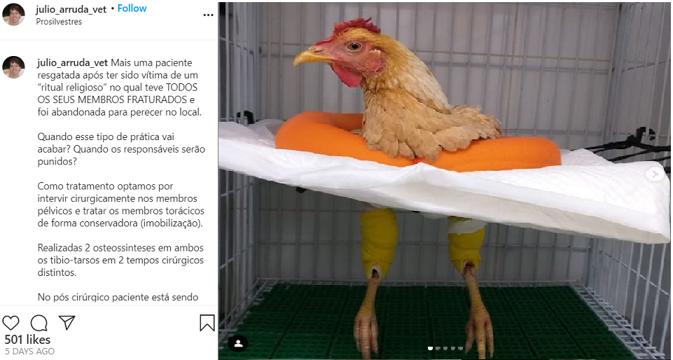 الدجاجة الحقيقية، وما كتبه الطبيب البرازيلي بشأنها قبل 5 أيام