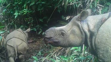 This handout still image released on September 20, 2020, and taken from video footage on May 22, 2020, shows a male Javan rhinoceros calf in Ujung Kulon national park in Indonesia’s Banten province. (AFP/Environment and Forestry Ministry)