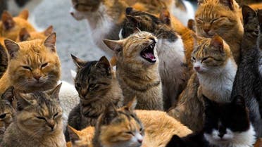 Homeless cats issues