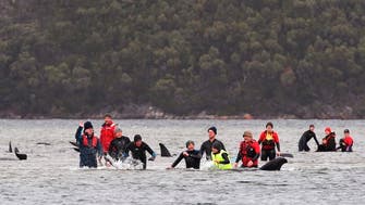 Australian rescuers save 25 of 270 stranded whales in Tasmania so far