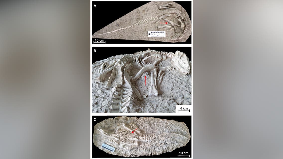 Paleontologists Discover 125 Million Year Old Dinosaur Fossil In China