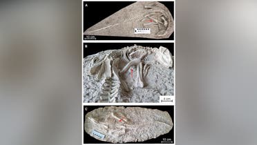 Paleontologists discover 125 million-year-old dinosaur fossil in China